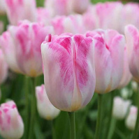 Тюльпан триумф Infinity (10385)