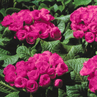 Примула махровая Примлет F1 розовая 100 семян, Pan American flowers