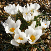 Крокус Ard Schenk ботанический (10501)