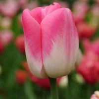 Тюльпан Dreamland 3 шт триумф, De Ree (10380)