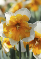 Нарцисс Orangery Split Corona (10202)