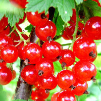 Смородина Роднеус червона пізня