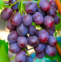 Саженцы винограда Армани