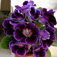 Глоксиния Prins Albert, De Ree