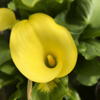 Калла Corazon великоквіткова, De Ree