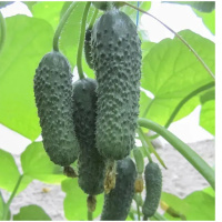 Огурец Анзор F1 250 семян самоопыляемый ультраранний, Bejo Zaden