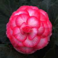 Бегония клубневая Гоу-Гоу F1 100 семян розовый биколор, Syngenta Flowers