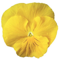 Виола виттрока Колоссус F1 100 семян желтая, Syngenta Flowers