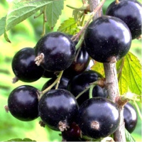 Смородина чорна Санюта