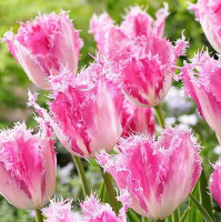 Тюльпан  Huis ten Bosche 3 шт бахромчатый,DeRee(10390)