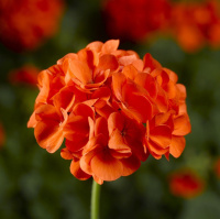 Пеларгония садовая Маверик F1 100 семян оранжевая, Syngenta Flowers