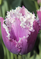 Тюльпан бахромчатый Cummins (10215)