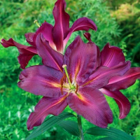 Лилия Gran Tourismo ориентальная, De Ree