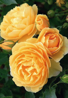 Троянда Консуела