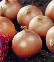 Цибуля Дайтона F1 250000 насіння ріпчаста середньостигла, Bejo Zaden