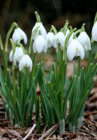 Пролісок (галантус) 5 шт білий De Ree (10327)