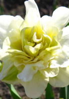 Нарцис Obdam махровий (10208)