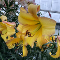 Лилия Rising Moon LO трубчатая, De Ree