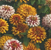 Цинния элегантная Свиззл F1 100 семян смесь, Syngenta Flowers