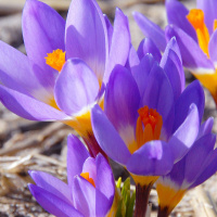 Крокус Tricolor 5 шт ботанический De Ree 