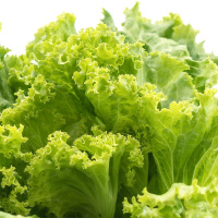 Салат Сніжинка на вагу, Агролінія