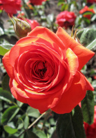 Майнтауер плетиста Троянда