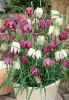 Фритиллярия Meleagris mix (10273)