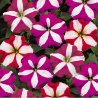 Петуния Ура F1 1000 дражированных семян смесь биколор, Syngenta Flowers