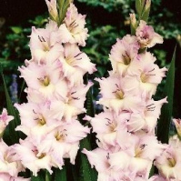 Гладиолус Boulevard крупноцветковый (10401), De Ree