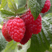 Малина Молінг Проміс червона середньора