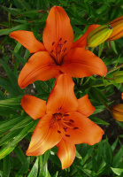 Лилия Appleton высокорослая (10414), De Ree