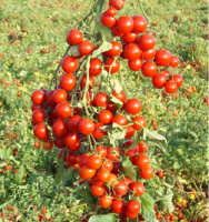 Томат Стромболино F1 1000 семян черри кустовой ранний, Unigen Seeds