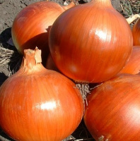 Цибуля Копер Бол F1 100000 насіння ріпчастий середньопізній, Unigen Seeds