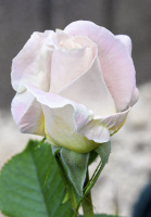 Троянда Вівальді чайно-гібридна