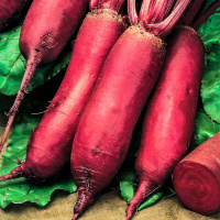 Свекла Опольская на развес, Агролиния