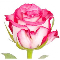 Роза Інджой чайно-гібридна