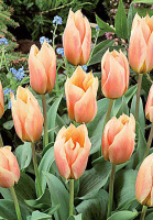 Тюльпан Fur Elise 3 шт грейга, Dee Ree (10230)