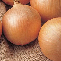 Цибуля Замбезі F1 250000 насінин ріпчастий середньопізній, Seminis
