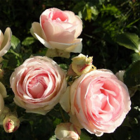 Роза Ніжність англійська