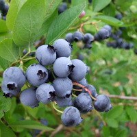 Чорниця Торо висота середньостигла