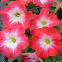 Петуния Танго F1 1000 дражированных семян пламенное утро, Hem Genetics
