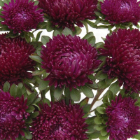 Астра Сиринга 1 г пурпурная, Satimex