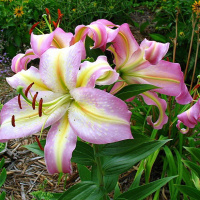 Лилия Tom Pouce ориентальная, De Ree