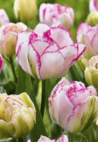 Тюльпан махровый Double Touch (10313)
