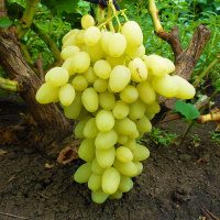 Саженец винограда Зарница