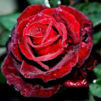 Троянда Норита плетиста