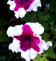 Петуния Селебрети F1 1000 дражированных семян бургунди пикоте, Benary flowers