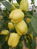 Перець Белладонна F1 500 насінин ранній, Seminis