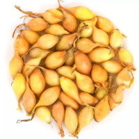 Лук севок арбажейка Дайтона 500 г, Broer