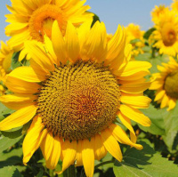 Солтан стандарт соняшник, Semences